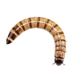 Morio Worms Pre pack 50g