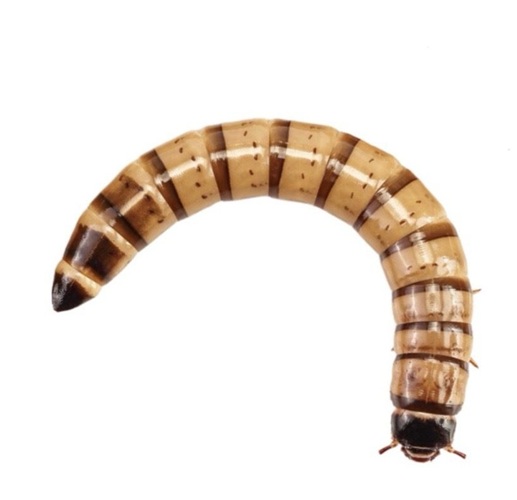 Morio Worms Pre pack 50g