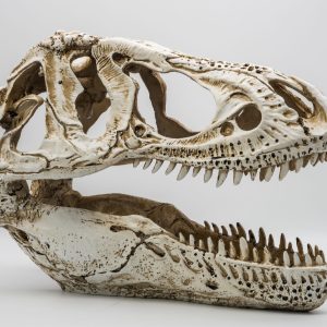 ProRep T-Rex Skull X-Large
