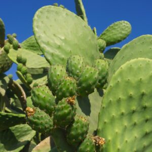 ProRep Live Food Prickly Pear Pads Case 8kg