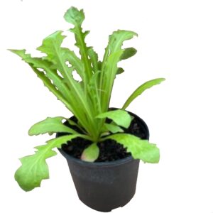 ProRep Live Food Plant Pink Hawk’s Beard (10cm pot)
