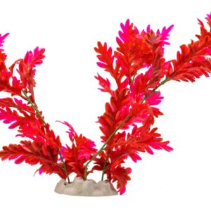 AquaSpectra Hygrophila Plant Red 30cm