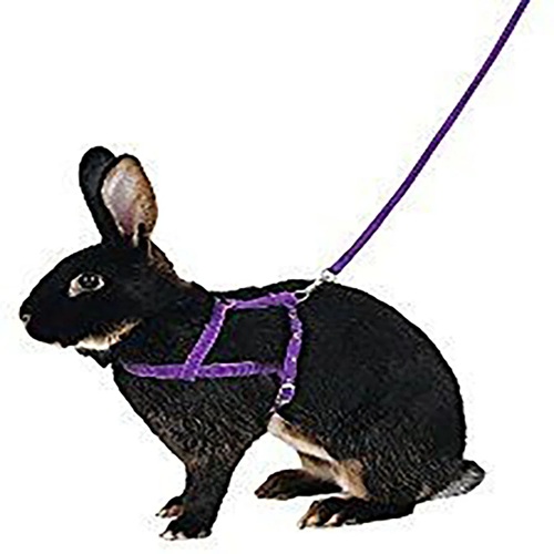 Rabbit Harness & Lead