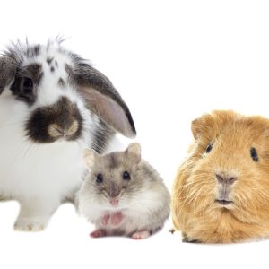 Small Mammals