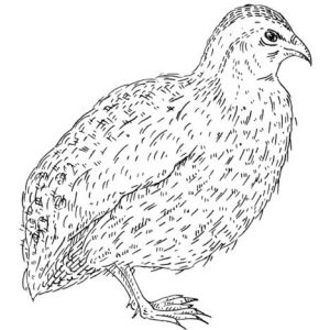 Frozen Quail Large 100G+ x 3